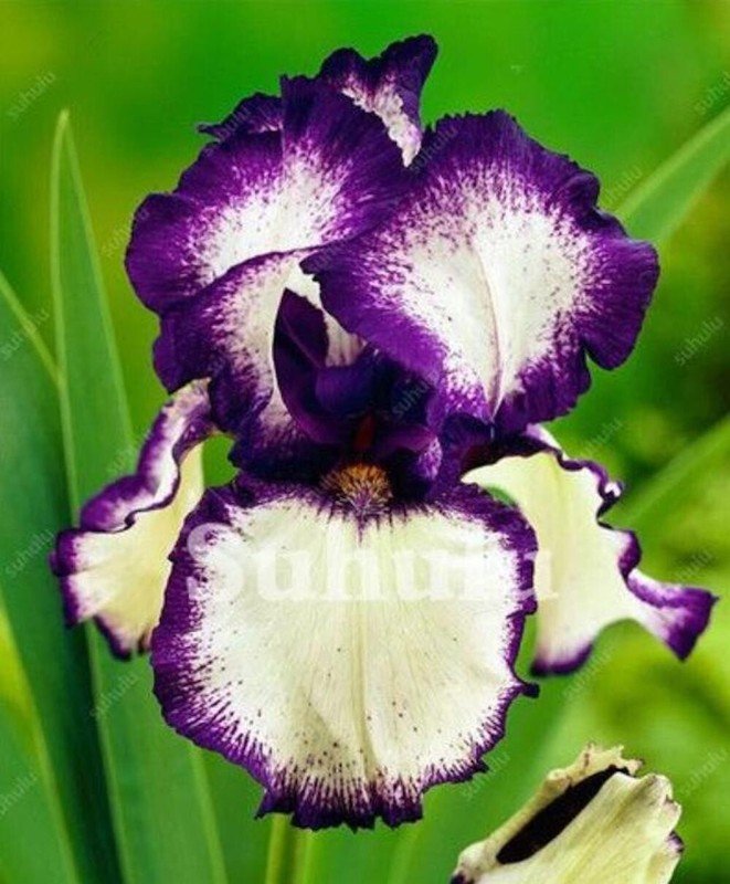 20 Seeds For White Purple Iris Flower Exotic Bloom Garden Plant USA Seller