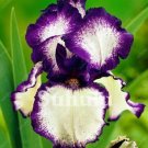 20 Seeds For White Purple Iris Flower Exotic Bloom Garden Plant USA Seller