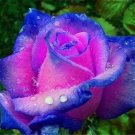 20 Seeds For Navy Blue Fuchsia Pink Rose Tea Flower Exotic Plant USA Seller