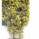 20 Seeds For Lemon Yellow Jasmine Flower Exotic Climber Vine Bush Plant USA Seller