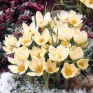 20 Seeds Light Yellow Crocus Fragrant Flower Exotic Bush Garden Plant USA Seller