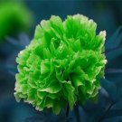 20 Seeds For Light Green Peonies Blossom Flowering Exotic Plant USA Seller