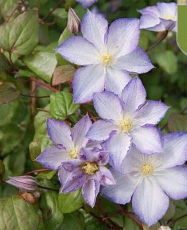 20 Seeds White Violet Clematis Flower Exotic Vine Bush Plant USA Seller