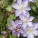 20 Seeds White Violet Clematis Flower Exotic Vine Bush Plant USA Seller 20 Seeds White Violet Clematis Flower Exotic Vine Bush Plant USA Seller
