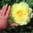 20 Seeds For Yellow Peonies Flowering Blossom Exotic Plant Bush USA Seller