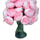 20 Seeds For Light Pink Peonies Blossom Flowering Exotic Plant USA Seller 20 Seeds For Light Pink Peonies Blossom Flowering Exotic Plant USA Seller