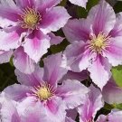 20 Seeds Pink Violet Clematis Flower Exotic Vine Bush Plant USA Seller