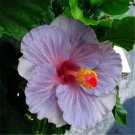 20 Seeds Violet Purple Hibiscus Flower Exotic Garden House Plant USA Seller