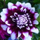 20 Seeds For Purple White Edinburgh Dahlia Flower Exotic Plant USA Seller
