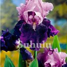 20 Seeds For Purple Pink Iris Flower Exotic Bloom Garden Plant USA Seller