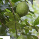 20 Seeds For Green Lime Citrus Bush Garden Plant Tree Germination USA Seller 20 Seeds For Green Lime Citrus Bush Garden Plant Tree Germination USA Seller