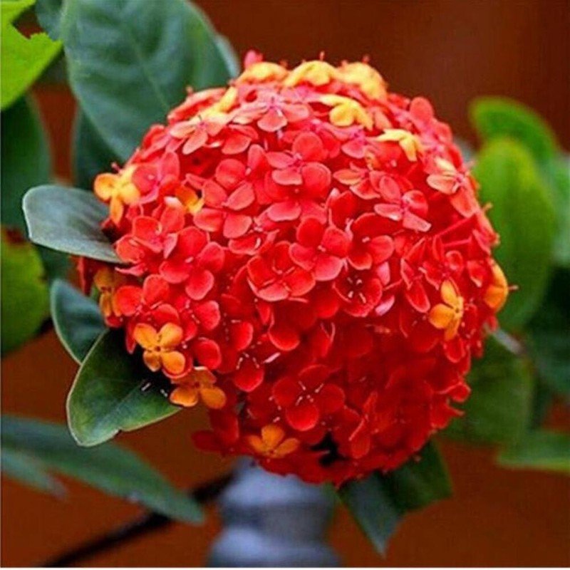 20 Seeds For Red Orange Hydrangea Flower Exotic Bush Plant 8B USA Seller