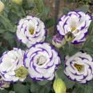 20 Seeds White Purple Lisianthus Prairie Gentian Eustoma Flower Bed USA Seller