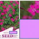 20 Seeds Maiden Pink Chinese Carnation Flower Exotic Garden Bed Plant USA Seller