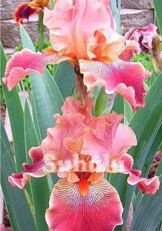 20 Seeds For Dark Pink Iris Flower Exotic Bloom Garden Plant USA Seller