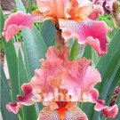 20 Seeds For Dark Pink Iris Flower Exotic Bloom Garden Plant USA Seller 20 Seeds For Dark Pink Iris Flower Exotic Bloom Garden Plant USA Seller