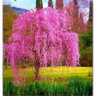 20 Seeds For Pink Fuchsia Weeping Sakura Cherry Exotic Tree USA Seller 20 Seeds For Pink Fuchsia Weeping Sakura Cherry Exotic Tree USA Seller