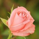 20 Seeds For Classic Diana Pink Rose Flower Hybrid Bush Exotic Plant USA Seller 20 Seeds For Classic Diana Pink Rose Flower Hybrid Bush Exotic Plant USA Seller