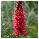 20 Seeds Red Lupine Lupin Flower Exotic Bush Garden Bed Bloom Plant USA Seller