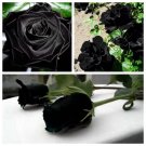 20 Seeds For Black Style Dark Rose Flower Bud Bush Exotic Plant USA Seller