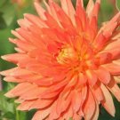 20 Seeds For Orange Motto Dahlia Flower Exotic Garden Plant Bush USA Seller 20 Seeds For Orange Motto Dahlia Flower Exotic Garden Plant Bush USA Seller