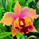 20 Seeds For Tangerine Orange Lily Flower Exotic Garden Plant USA Seller 20 Seeds For Tangerine Orange Lily Flower Exotic Garden Plant USA Seller