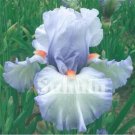 20 Seeds For Silver Gray Iris Flower Exotic Bloom Garden Plant USA Seller 20 Seeds For Silver Gray Iris Flower Exotic Bloom Garden Plant USA Seller
