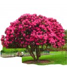 20 Seeds For Pink Fuchsia Cherry Tree Blossom Flowering Exotic USA Seller 20 Seeds For Pink Fuchsia Cherry Tree Blossom Flowering Exotic USA Seller