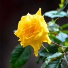 20 Seeds For Yellow Rose Hybrid Tea Flower Bud Bush Exotic Plant USA Seller 20 Seeds For Yellow Rose Hybrid Tea Flower Bud Bush Exotic Plant USA Seller