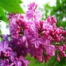 20 Seeds For Red Violet Pink Lilac Flowering Exotic Plant Bush USA Seller