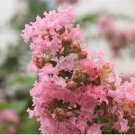 20 Seeds For Baby Pink Crape Myrtle Flower Exotic Tree Plant Bud USA Seller