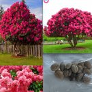 20 Mixed Seeds Pink Red Cherry Tree Blossom Flower Exotic USA Seller 20 Mixed Seeds Pink Red Cherry Tree Blossom Flower Exotic USA Seller