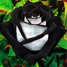 20 Seeds For Black White Blend Rose Bud Flower Bush Exotic Plant USA Seller