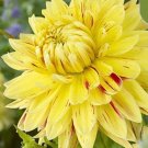 20 Seeds For Yellow Cambridge Dahlia Flower Exotic Garden Plant USA Seller