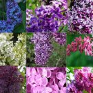20 Seeds For Mixed Seeds Colors Lilac Flowering Exotic Plant Bush USA Seller
