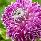20 Seeds For Violet Purple Vancouver Dahlia Flower Exotic Plant USA Seller