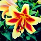20 Seeds For Yellow Orange Lily Flower Bloom Exotic Garden Plant USA Seller 20 Seeds For Yellow Orange Lily Flower Bloom Exotic Garden Plant USA Seller