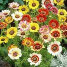 201 Chrysanthemum Painted Daisy Mix Seeds White Purple Red Yellow Patio Garden USA Seller 201 Chrysanthemum Painted Daisy Mix Seeds White Purple Red Yellow Patio Garden USA Seller
