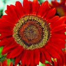 51 Red Sun Sunflower Seeds Branching Cut Summer Garden Native Plant USA Seller 51 Red Sun Sunflower Seeds Branching Cut Summer Garden Native Plant USA Seller