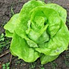 601 Tom Thumb Seeds Romain Leaf Lettuce Organic Spring Fall Garden Container USA Seller
