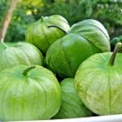 101 Tomatillo Gigante Seeds Organic Summer Vegetable Garden Container USA Seller
