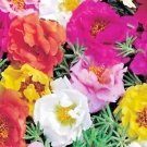 501 Portulaca Rose Moss Mix Seeds Flower Garden Container Basket Window Box USA Seller 501 Portulaca Rose Moss Mix Seeds Flower Garden Container Basket Window Box USA Seller