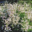 300 Hairy Beardtongue Seeds Native Wildflower Sun Shade Garden Patio Container USA Seller 300 Hairy Beardtongue Seeds Native Wildflower Sun Shade Garden Patio Container USA Seller