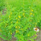 201 Partridge Pea Seeds Native Wildflower Fall Food Source Turkey Deer Birds USA Seller 201 Partridge Pea Seeds Native Wildflower Fall Food Source Turkey Deer Birds USA Seller