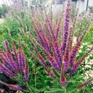 101 Lead Plant Seeds Native Wildflower Poor Soils Drought Heat Cold Pollinators USA Seller