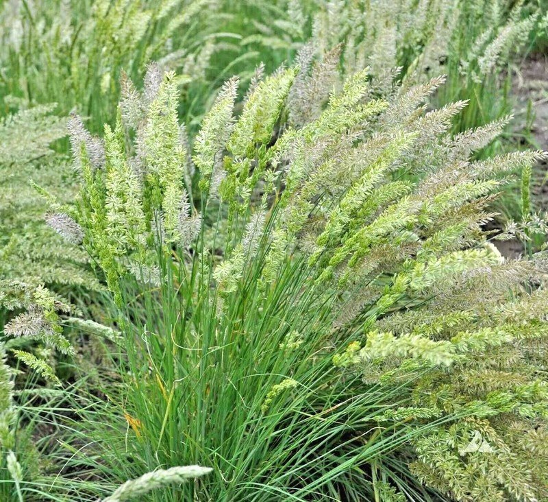 501 Prairie June Grass Seeds Native Ornamental Drought Heat Cold Container USA Seller