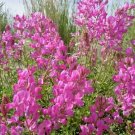 51 Utah Northern Sweetvetch Seeds Native Wildflower Drought Heat Cold Poor Soils USA Seller