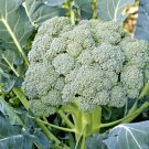 301 Waltham 29 Broccoli Seeds Organic Heirloom Cool Season Vegetable Garden USA Seller 301 Waltham 29 Broccoli Seeds Organic Heirloom Cool Season Vegetable Garden USA Seller