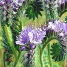 1001 Lacy Phacelia Seeds Native Wildflower Pollinators Drought Heat Cover Crop USA Seller 1001 Lacy Phacelia Seeds Native Wildflower Pollinators Drought Heat Cover Crop USA Seller