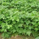 40 Provider Bush Beans Seeds Native Heirloom Vegetable Garden Patio Container USA Seller 40 Provider Bush Beans Seeds Native Heirloom Vegetable Garden Patio Container USA Seller